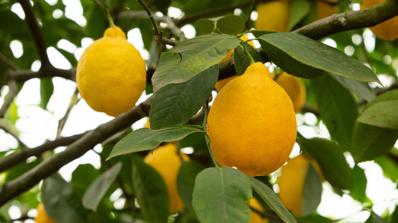 A meyer lemon tree full of lemons up close