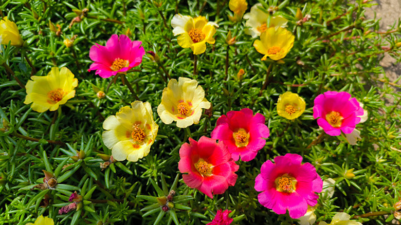Moss roses with pink, hot pink, and yellow flowers up close