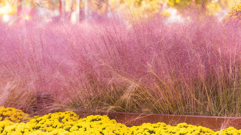 Pink muhly grass in a row behind shorter yellow flowers