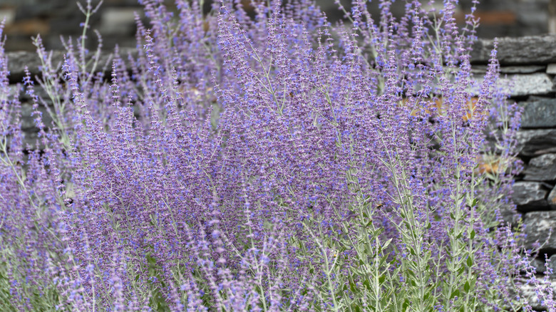 A close up of Russian sage in full bloom against a stone wall