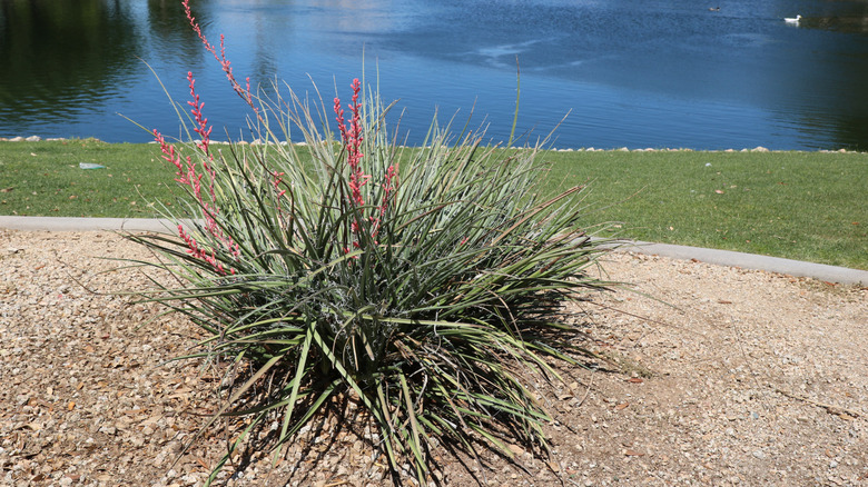 A red yucca along a pond in a rocky area