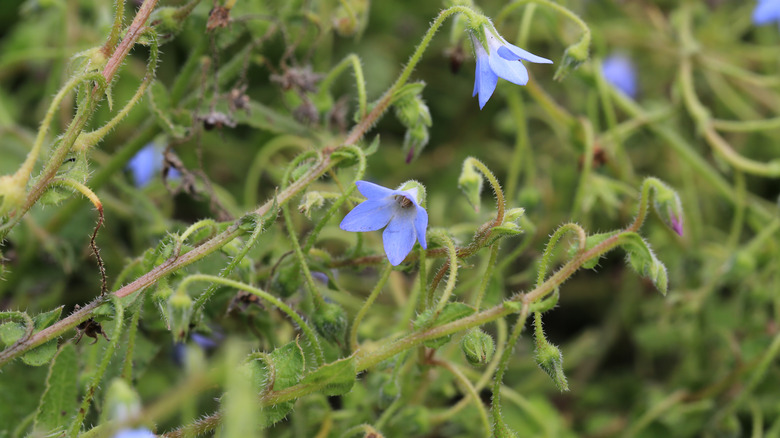 Pygmy borage in bloom showing the pretty blue flowers