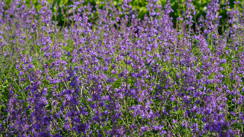 Nepeta 'Cat's Pajamas' showing the impressive purple blooms