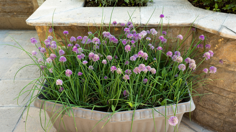 Flowering chives growing in a large pot on a patio