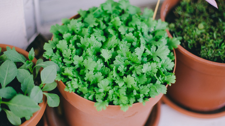 Cilantro growing nicely in a terracotta pot on a windowsill