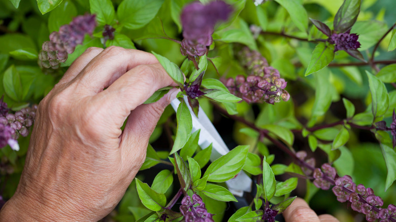 Gardener picking some fresh cinnamon basil
