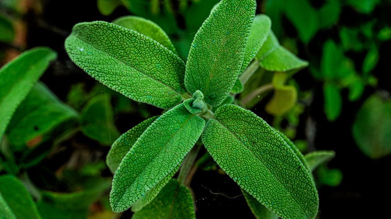 Close up of sage leaves