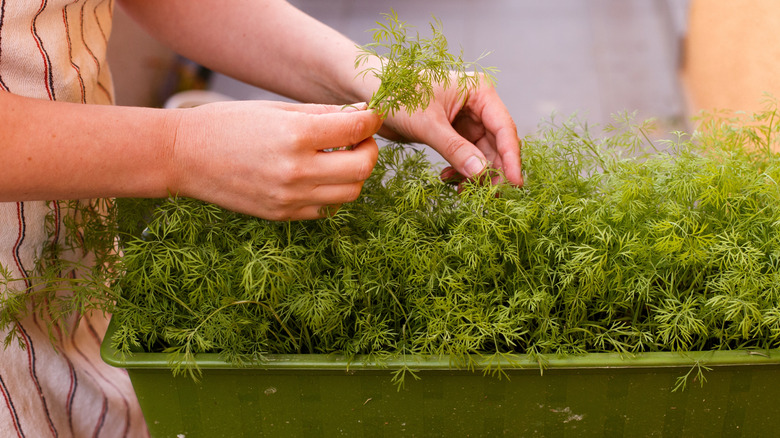 Hands picking dill from a planter