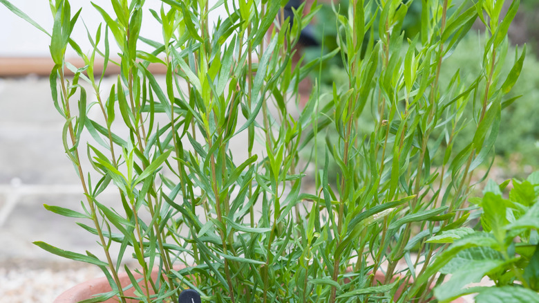 French tarragon in a terracotta pot