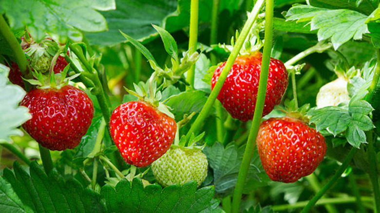 Fresh strawberries hanging from stem