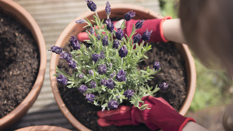 Lavender being planted in terracotta pot