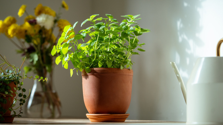 A lovely terracotta pot filled with a lemon balm plant sitting on a kitchen counter next to a kettle