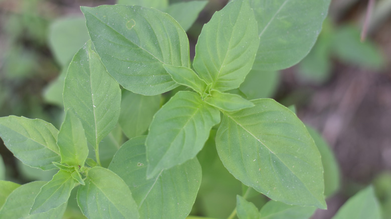 Closeup of some fresh lemon basil leaves on the plant