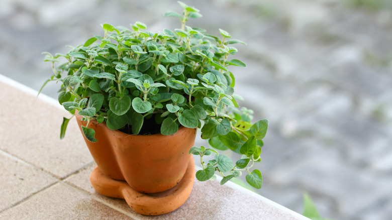 Oregano growing in an attractive terracotta pot