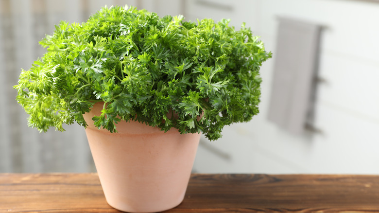 Parsley growing in a terracotta pot