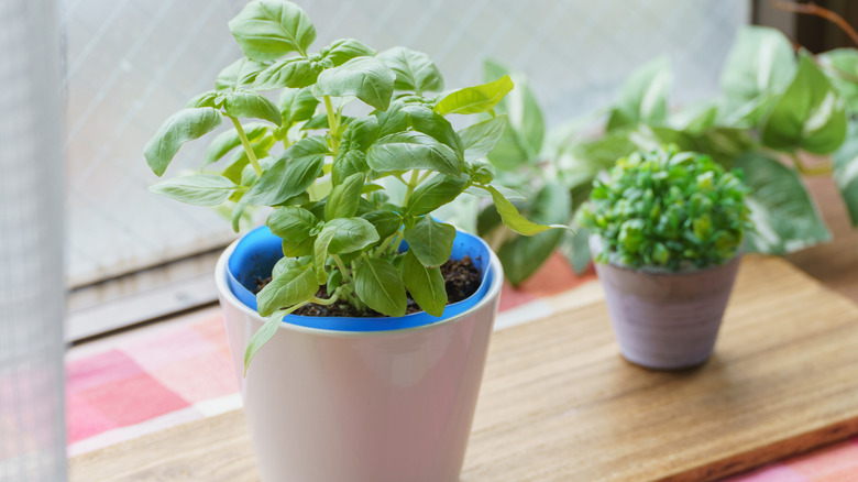 Sweet basil growing in a small pot on a window sill next to some other herbs