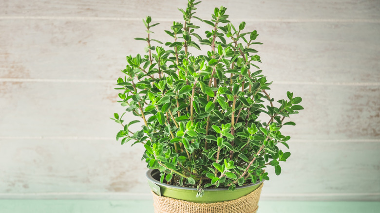 Sweet marjoram growing in a small pot decorated with hessian and string and sitting on a green wooden table