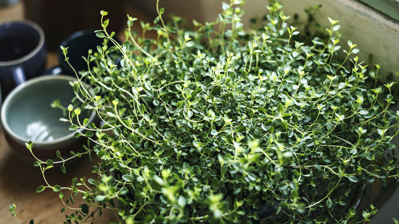 A large potted thyme plant in a kitchen with some crockery in the background