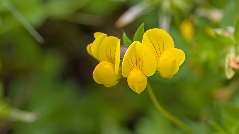 A yellow bird's foot trefoil flower with four distinct blooms