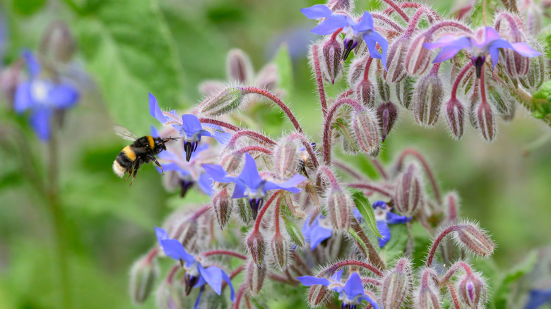 A bee visiting a borage plant with fuzzy stems and purple flowers