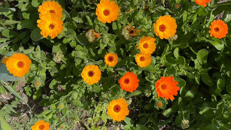 Bright orange round calendula flowers blooming