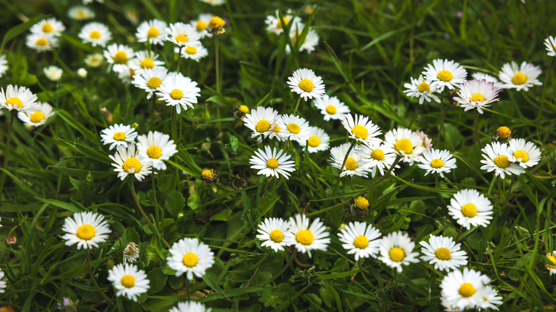 White chamomile flowers with yellow centers blooming in grass