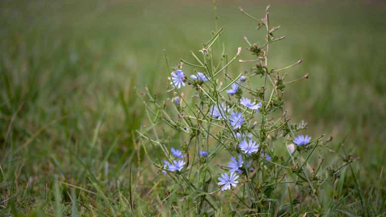 A chicory plant with light purple flowers growing in the grass.