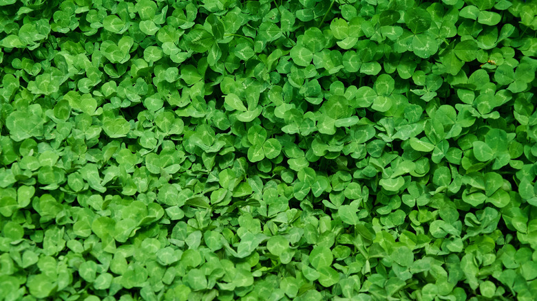 A shot of densely-packed clovers with three leaves