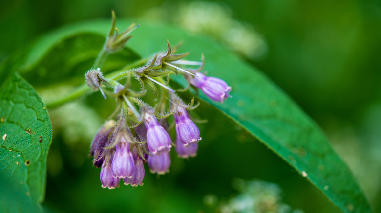 Purple comfrey flowers