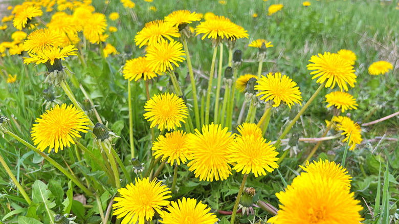Yellow dandelions growing in grass