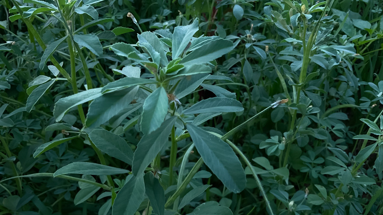 Fenugreek plants with large, deep green leaves