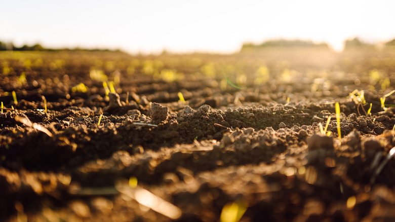 Close up of soil with small sprouts growing