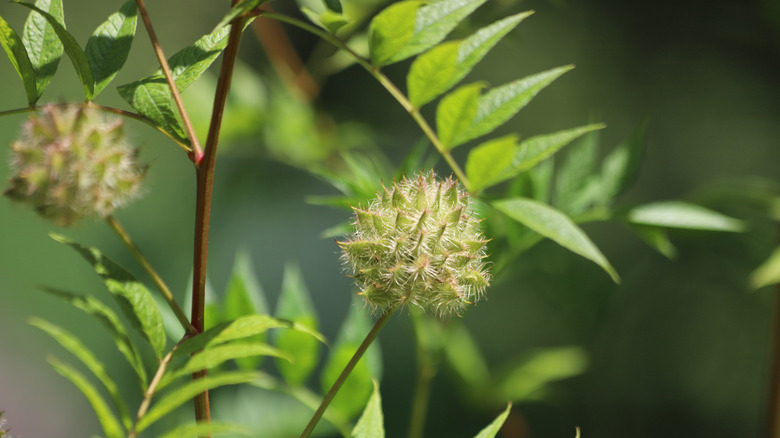 A small licorice flower with a rounded, spiky shape
