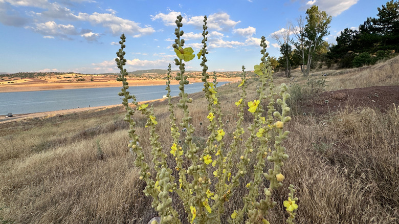 Mullein plant with yellow flowers in the wild