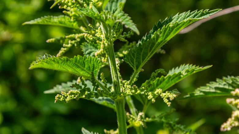 A stinging nettle plant with spiky leaves in a garden