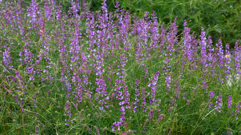 Purple flowering vetch plants in a patch of meadow