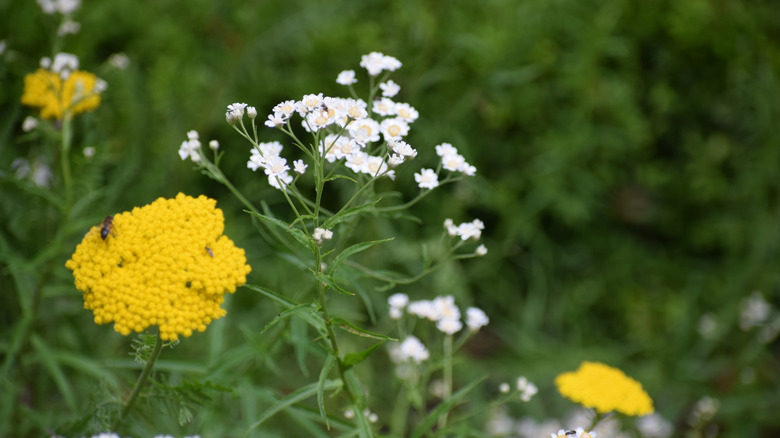 A white yarrow bloom growing in an outdoor space