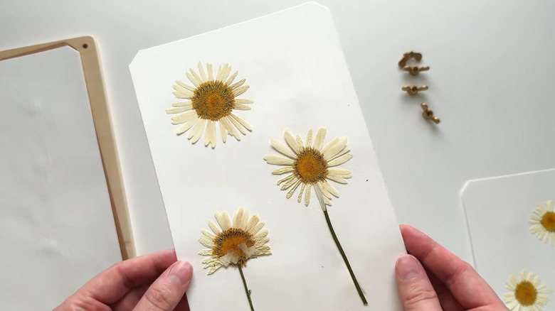 Person holding up a page with pressed flowers with a flower press in the background