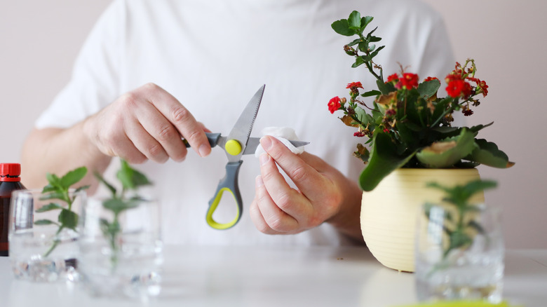 Person cleaning scissors while propagating plants to take cuttings