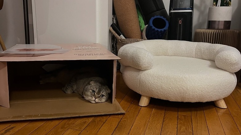 Aldi pet chair with cat in the box next to it