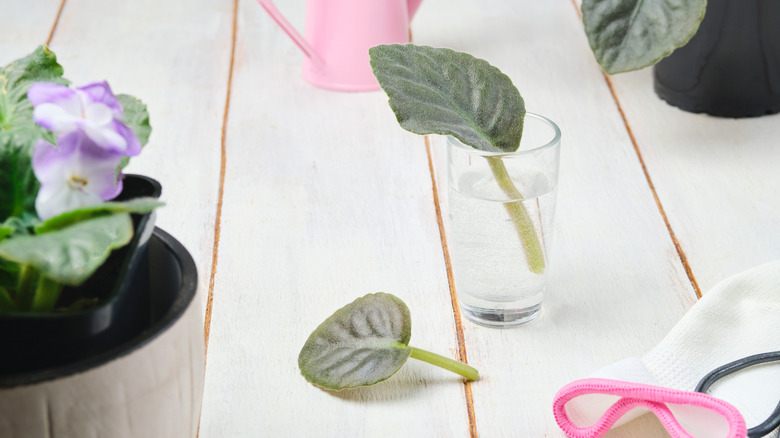 Small African violet cutting propagating in water