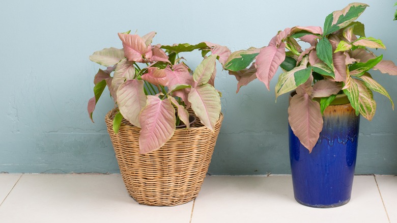 Pink Syngonium in rattan wicker and blue ceramic flowerpots on white floor