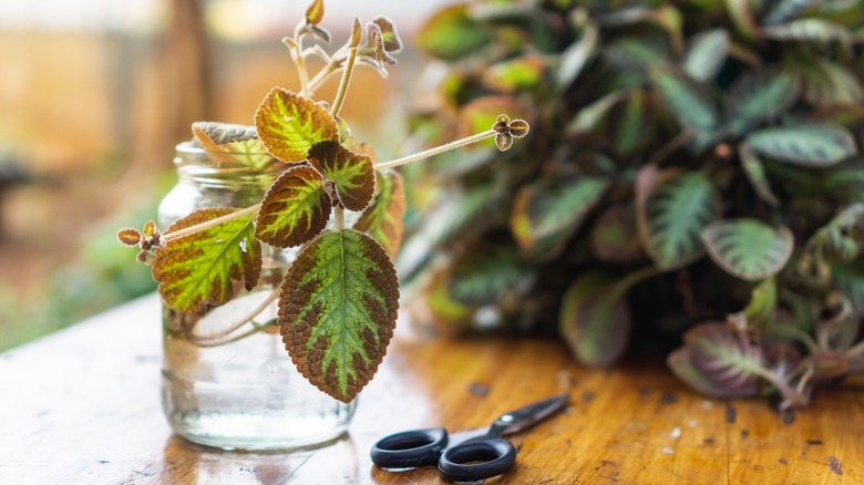 water propagating a begonia variety