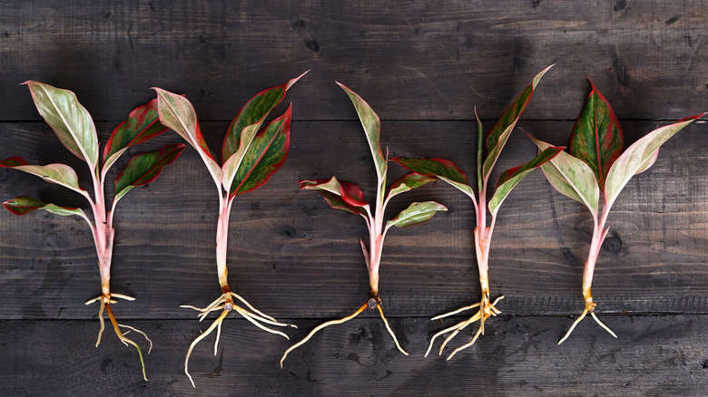 Offsets of an Aglaonema plant ready for propgation