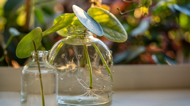 Water propagating of sprout Pilea peperomioides cuttings