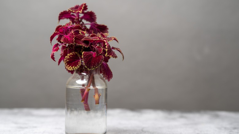 Propagating Coleus plants in water