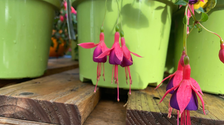 Blossom Fuschia Flowers hanging with background of green soft pot on top of wood palette