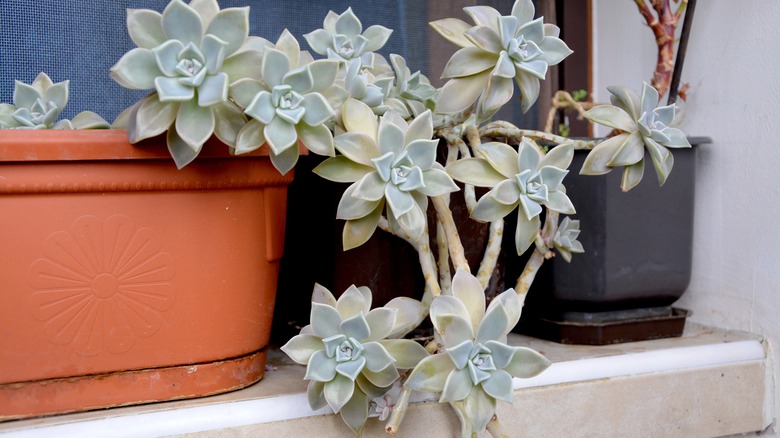 Closeup of a ghost plant stem with multiple florets