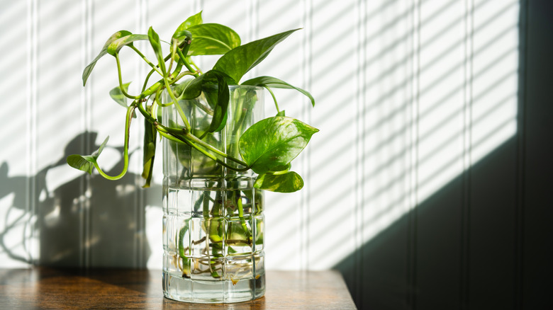 cuttings from a pothos vine plant in a glass filled with water