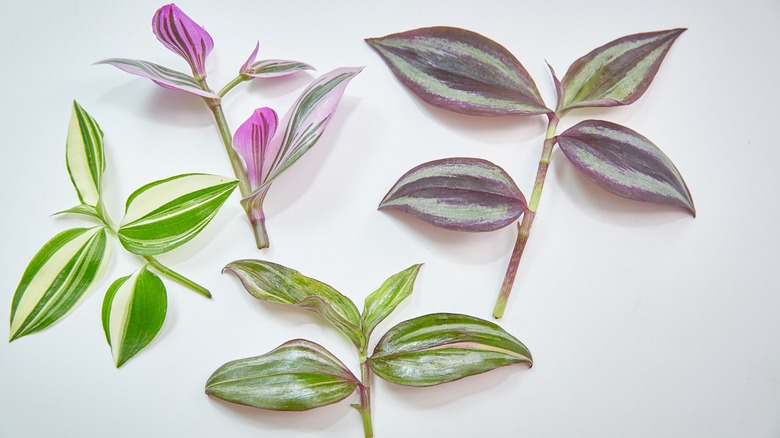 Different tradescantia cuttings on a white table